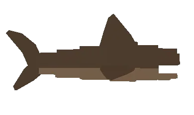 ฉลาม Cooked Shark แบบปรุงสุกเป็นอาหาร
