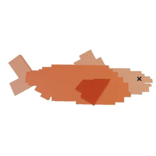 ปลา Salmon สีส้มและครีบสีแดงส้ม