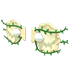 Clam Wings — ภาพรายการจากคลังทางการ Adopt Me