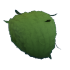 Eco Green Leaf Afro — ภาพรายการจากคลังทางการ Adopt Me