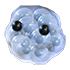 Frogspawn — ภาพรายการจากคลังทางการ Adopt Me