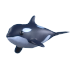 Orca — ภาพรายการจากคลังทางการ Adopt Me