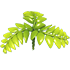 Fern Propeller — ภาพรายการจากคลังทางการ Adopt Me