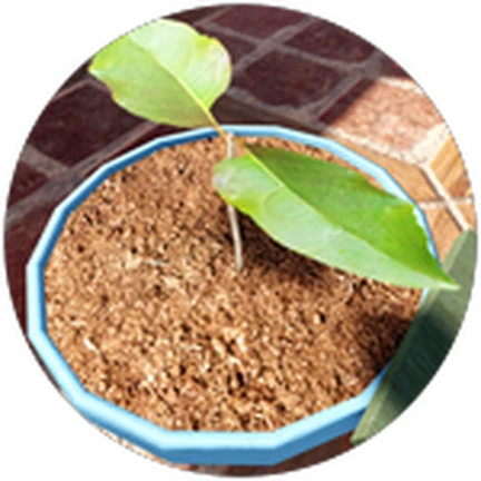 ภาพทางการ Secret Staycation: ต้นกล้าในกระถางสีน้ำตาล · Badge First Plant · 1413324060914808